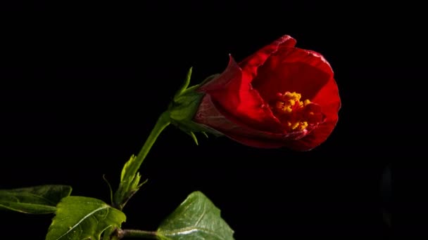Hibiscus Λουλούδι Μπουμπούκι Άνοιγμα Στο Χρόνο Lapse Μαύρο Φόντο Στούντιο — Αρχείο Βίντεο