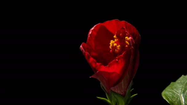 Hibiscus Flor Brote Apertura Lapso Tiempo Sobre Fondo Negro Plano — Vídeos de Stock