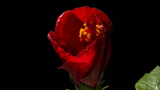 Hibiscus Çiçeği Tomurcuğu Siyah Arkaplanda Süratle Açılıyor Stüdyo Çekimi — Stok video