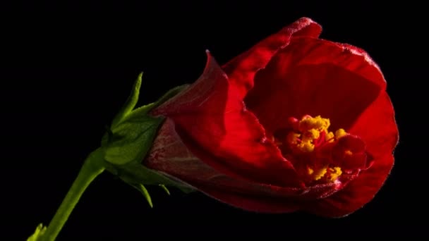 Hibiscus Çiçeği Tomurcuğu Siyah Arkaplanda Süratle Açılıyor Stüdyo Çekimi — Stok video