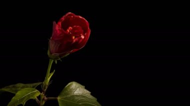 Hibiscus çiçeği tomurcuğu siyah arkaplanda 4k süratle açılıyor, stüdyo çekimi