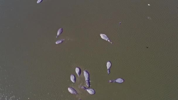 Gros Hippopotames Baignant Dans Une Rivière Vue Aérienne Sur Drone — Video