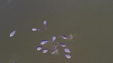 Nehirde yıkanan büyük su aygırları, hava aracı görüntüsü, 4K