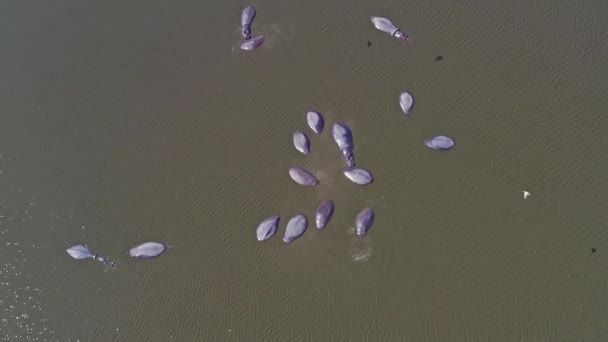 Hipopótamos Grandes Bañándose Río Vista Aérea Del Dron — Vídeos de Stock