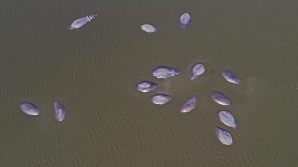 Big Hipopótamos Tomando Banho Rio Vista Aérea Drone — Vídeo de Stock