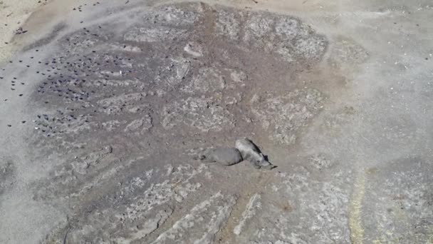 Familia Rinocerontes Descansando Sabana Africana Vista Aérea Drones Arriba Abajo — Vídeo de stock