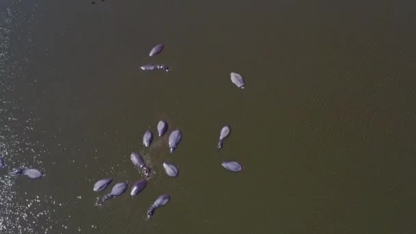 Big Hippos Bathing River Aerial Drone View — Stock Video