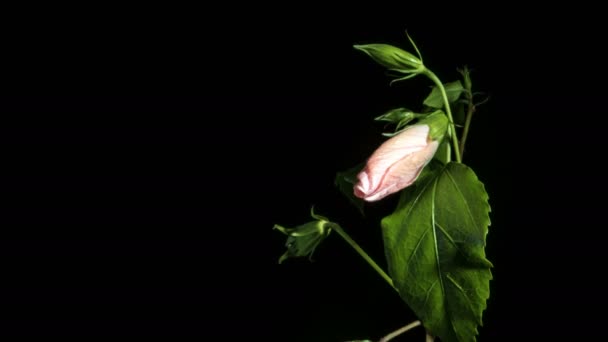 Hibiscus Flor Brote Apertura Lapso Tiempo Sobre Fondo Negro Plano — Vídeos de Stock