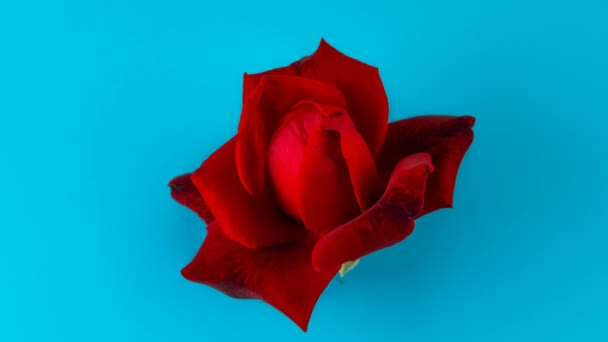 Rosa Roja Sobre Fondo Azul Glamour Floración Lapso Tiempo Apertura — Vídeos de Stock