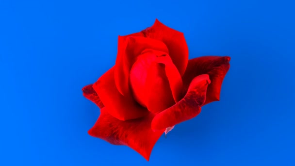 Rosa Roja Sobre Fondo Azul Glamour Floración Lapso Tiempo Apertura — Vídeos de Stock