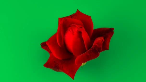 Red Rose Green Background Glamour Blooming Opening Time Lapse Studio — Stock Video