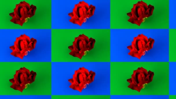 Animation Minimale Rose Rouge Fleurissant Boucle Sans Couture Pop Art — Video