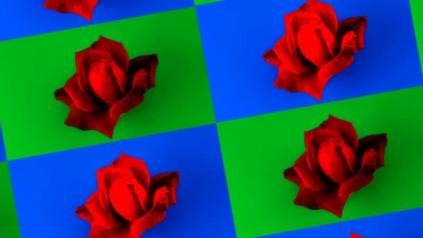 Minimal Animation Red Rose Blooming Time Lapse Seamless Loop Pop — Stock Video