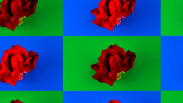 Minimal Animation Red Rose Blooming Time Lapse Seamless Loop Pop — Stock Video