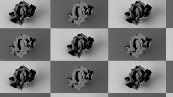 Flower Pop Art Design Animazione Minimale Rosa Bianco Nero Ripetizione — Video Stock