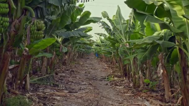 Movimento Entre Plantação Bananeiras Jovens Verdes Índia Manhã Ensolarada — Vídeo de Stock