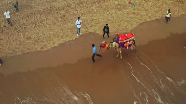 Puri Orissa India Abril 2019 Camel Rider Ocean Beach Aerial — Vídeos de Stock