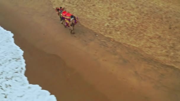 Puri Orissa India April 2019 Camel Rider Sea Beach Airplanted — 비디오