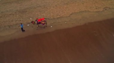 Puri, Orissa, Hindistan - 09 Nisan 2019: Okyanus sahilinde deve binicisi, 4k hava durumu derecelendirilmemiş