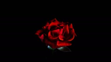 Kırmızı gül karanlıkta açılır, zaman aşımı 4K