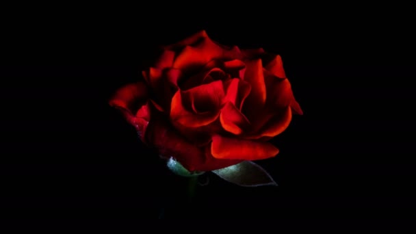 Rosa Vermelha Abre Escuro Lapso Tempo — Vídeo de Stock
