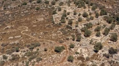 Judea ve Samarya 'nın resimli manzaraları ve zeytin terasları İHA, hava manzarası, İsrail 4k