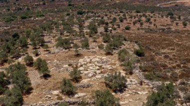 Judea ve Samarya 'nın resimli manzaraları ve zeytin terasları İHA, hava manzarası, İsrail 4k