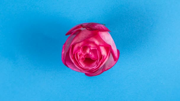 Różowa Róża Niebieskim Tle Glamour Kwitnący Otwiera Upływ Czasu Studio — Wideo stockowe