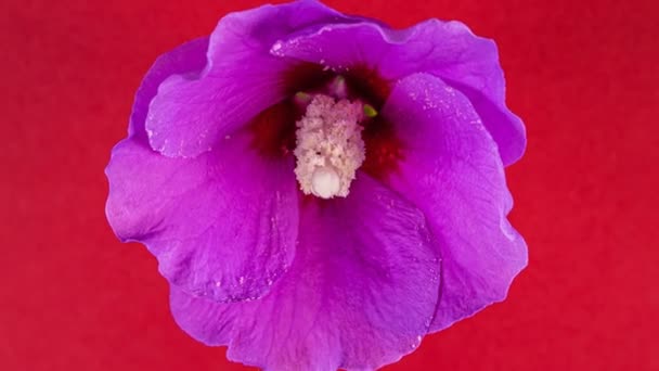 紫红芙蓉花盛开的时间在4K演播室的红色背景上消失了 — 图库视频影像
