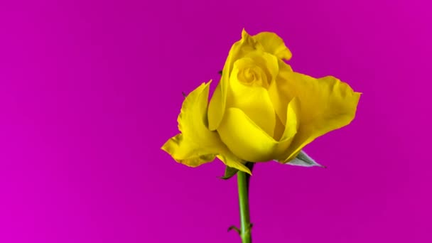 黄玫瑰绽放的时间在4K演播室粉红色的背景上消逝 — 图库视频影像