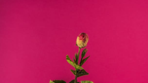 Fleur Hibiscus Rouge Floraison Laps Temps Sur Fond Rouge Studio — Video