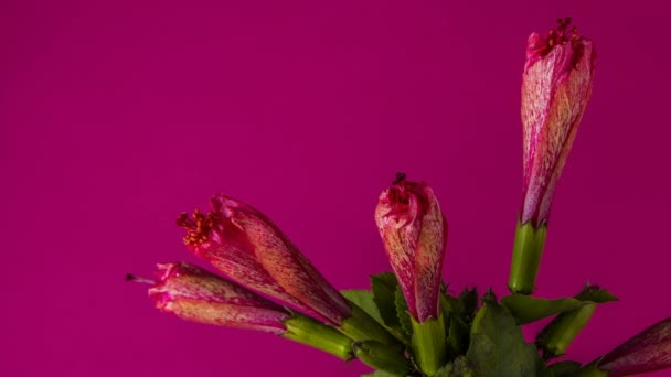 Roșu Hibiscus Flori Buchet Înflorit Fundal Roșu Timp Expirare Studio — Videoclip de stoc