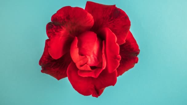 红玫瑰带着蓝色背景的魅力绽放着开放时间的消逝 演播室4K — 图库视频影像