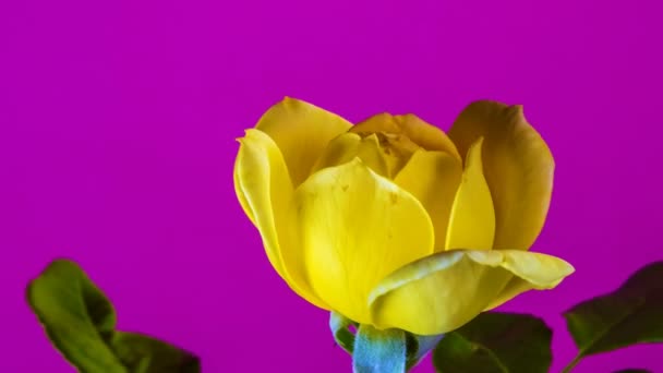 Amarelo Rosa Florescendo Lapso Tempo Fundo Rosa Estúdio — Vídeo de Stock