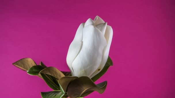 Weiße Magnolienblüte Welkt Auf Rosa Hintergrund Zeitraffer Studio — Stockvideo