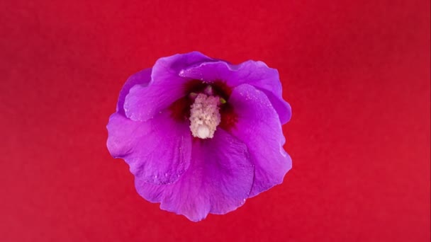 Stüdyo Deki Kırmızı Arka Planda Mor Amber Çiçeği Çiçek Açıyor — Stok video