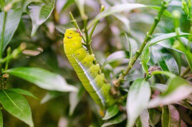 yeşil solucan Bahçe yakın bazı yaprak yemek yukarı ve seçici odak
