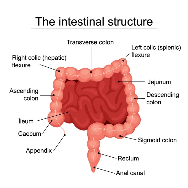 La struttura intestinale umana diagramma medico, struttura degli organi digestivi, sistema digestivo - illustrazione vettoriale piatta — Vettoriale Stock