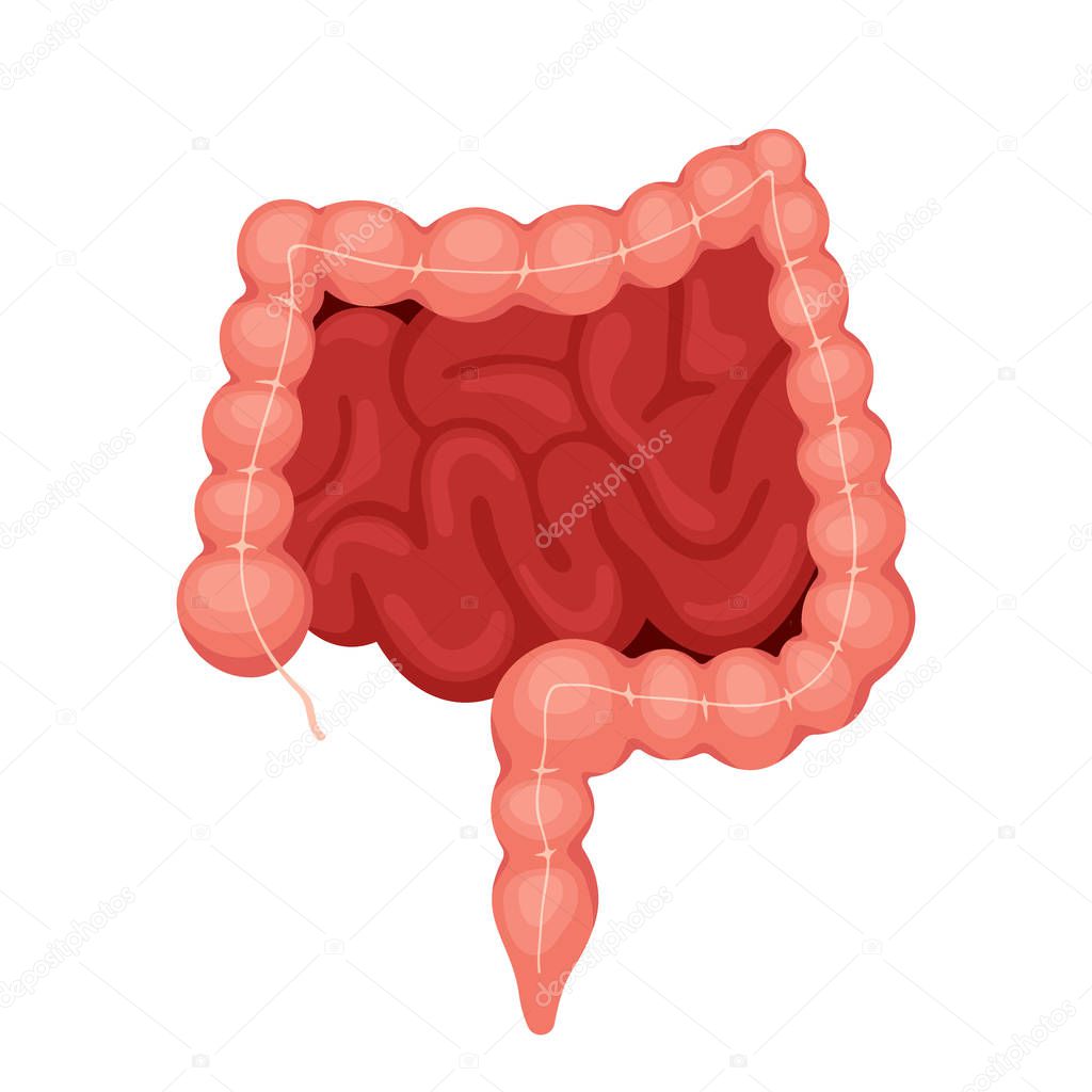 Human intestines isolated on white background. Gut health, digestive system, intestine internal organ flat vector illustration