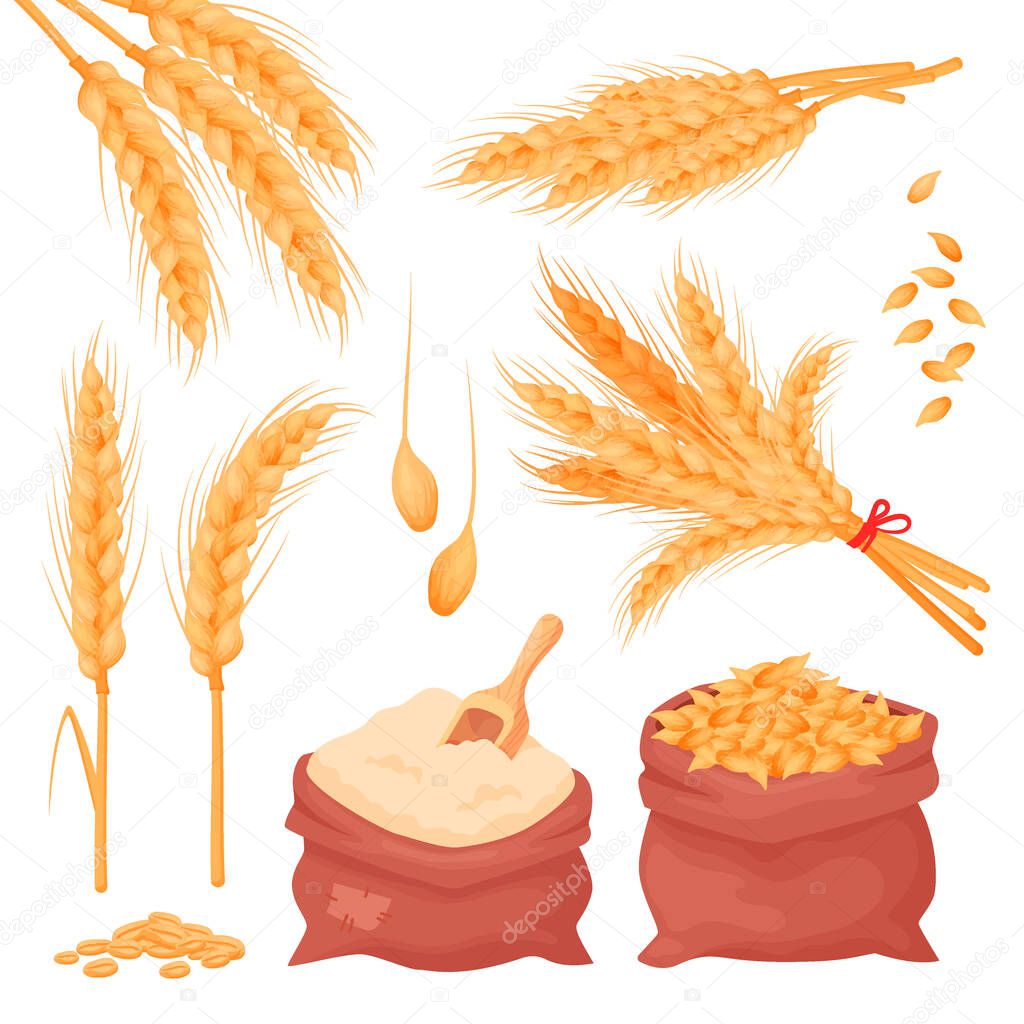 PrintWheat, barley, oat spikes and grains. Bunch of ears, seeds and flour in the sacks isolated on white background. Set of natural farming food elements in cartoon style, vector.