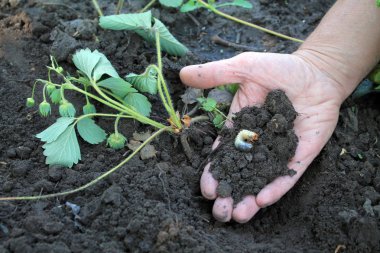 Bahçıvan larva cockchafer böcek yemek yedi mi solmuş çilek bush yanında tutar.