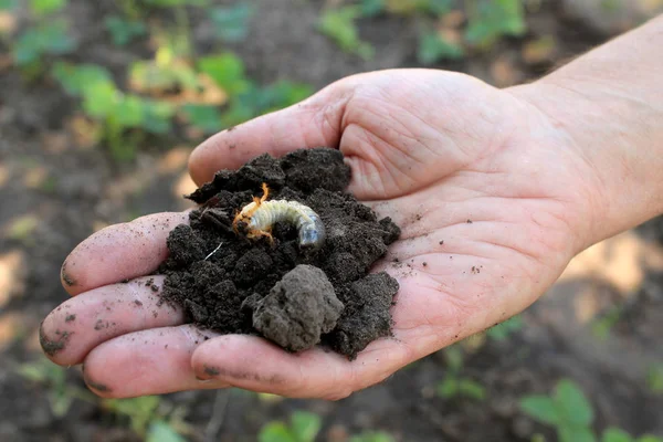 Bahçıvan cockchafer böceği larvası Kesek toprak ile elinde tutuyor..