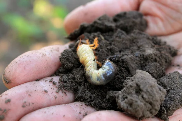 Bahçıvan cockchafer böceği larvası kesek toprak ile elinde tutuyor. Portre.