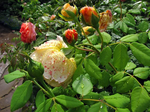 Sarı İngiliz Gül Bush ile çiçek ve yaprakları yağmur sonra bahçede su damlaları.
