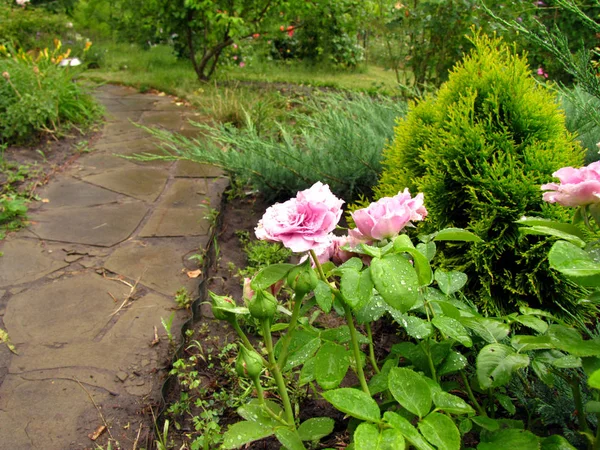 Lila ile Gül Bush çiçekler su damlaları ve ardıç ve Mazı (bitki) arka plan bahçe taş yolu yanındaki yağmur sonra bırakır.