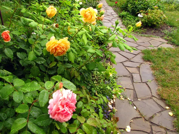 Çalılar ile sarı ve pembe gül çiçek su damlaları ve Bahçe taş yolu yanındaki yağmur sonra bırakır.