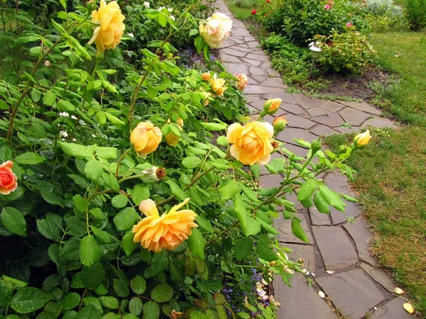 Bush sarı İngilizce Bahçe taş yolu yanındaki yağmur sonra çiçek ve yaprak üzerinde su damlacıkları ile yükseldi.