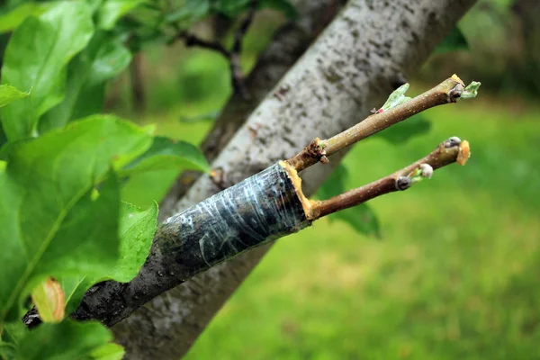 Live Stekken Het Enten Van Appelboom Gespleten Met Groeiend Knoppen — Stockfoto