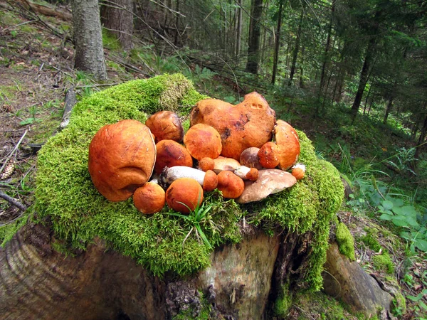 Bunch Mushrooms Orange Cap Boletus Lies Old Stump Moss Background — Stock Photo, Image