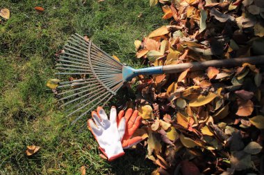 A fan rake and gloves lie on the grass next to a pile of fallen autumn leaves. Top view. clipart